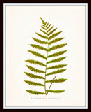Fern Vintage Fern Series 1 No. 17 - Botanical Art Print