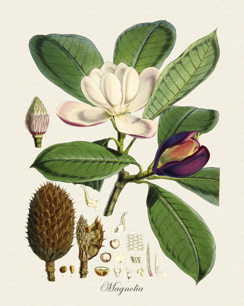 Magnolia Taluma Hodgsoni Botanical Print No. 10