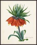Fritillaria Imperialise Botanical Print
