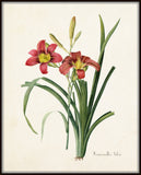 Hemerocallis Fulva Daylily Botanical Print