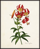 Lilium Superbum Daylily Botanical Print