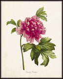 Mountain Peony Botanical Art Print No. 2