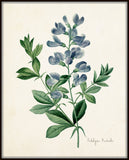 Podalyria Astralus Botanical Art Print
