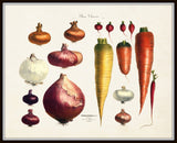 French Vegetable Print No. 1- Botanical Print