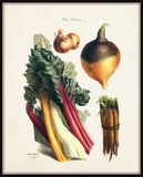 French Vegetable Print No. 13 - Botanical Print
