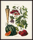 French Vegetable Print No. 30 - Botanical Print