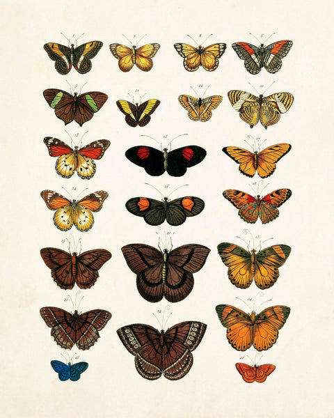 Vintage Butterfly Series 1 Print No. 4