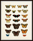 Vintage Butterfly Series 1 Print No. 4