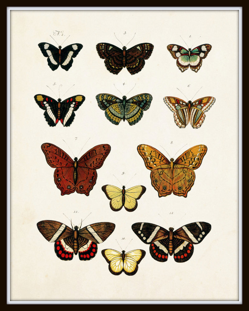 Vintage Butterfly Series 1 Print No. 5 – BelleBotanica