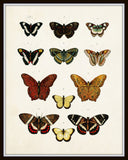 Vintage Butterfly Series 1 Print No. 5