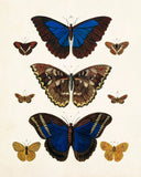 Vintage Butterfly Series 1 Print No. 7