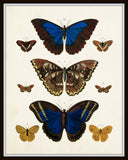 Vintage Butterfly Series 1 Print No. 7