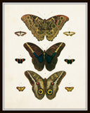 Vintage Butterfly Series 1 Print No.8