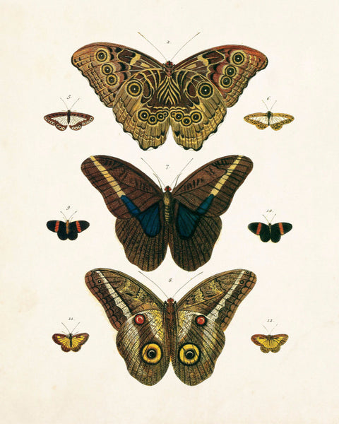 Vintage Butterfly Series 1 Print No.8