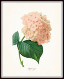 Redoute Series No.1 Hydrangea - Botanical Print