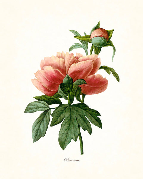 Redoute Series No.1 Peony - Botanical Art Print