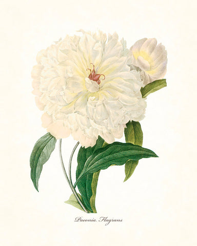 Redoute Series No.1 Paeonia Flagrans - Botanical Art Print