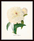 Redoute Series No.1 Paeonia Flagrans - Botanical Art Print