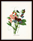 Redoute Series No.1 Sweet Pea - Botanical Art Print