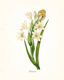 Redoute Series No.1 Tuberose - Botanical Art Print