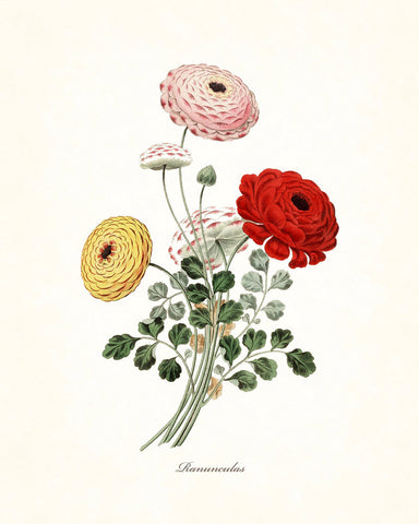 Ranunculas Botanical Art Print No. 3