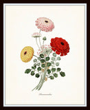 Ranunculas Botanical Art Print No. 3