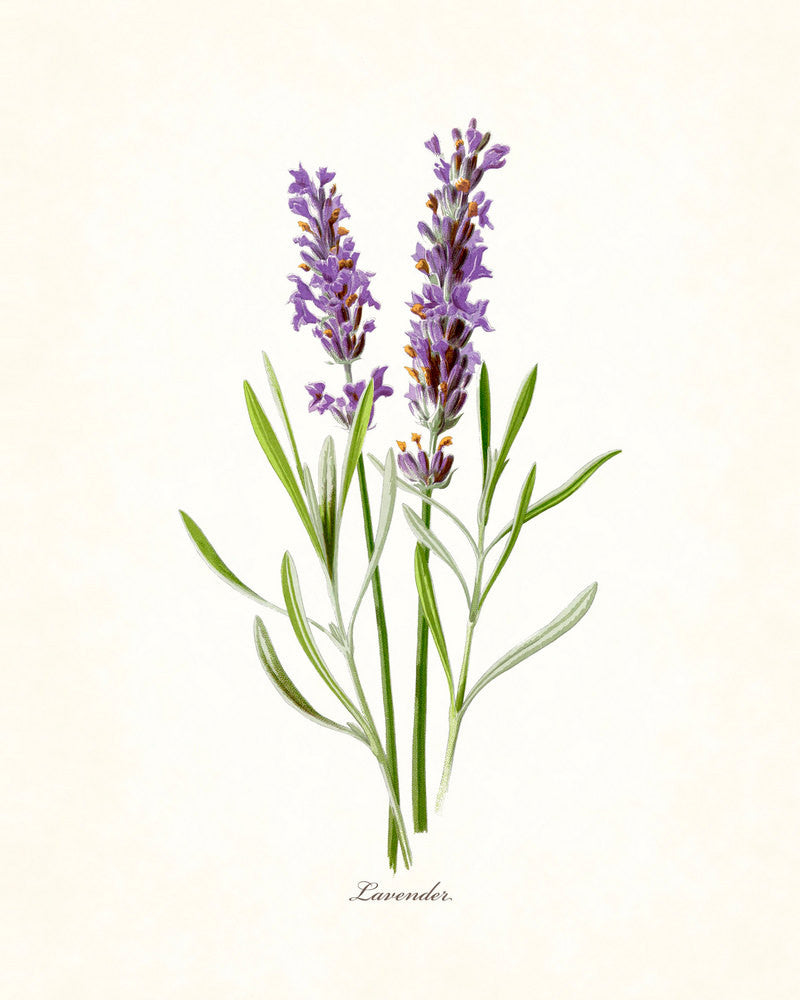 lavender plant sketch French Lavender Botanical Print
