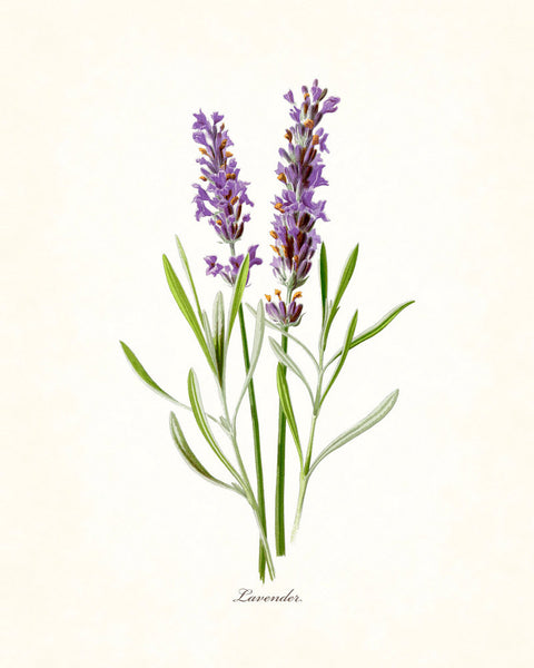 French Lavender Botanical Print