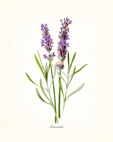 French Lavender Botanical Print