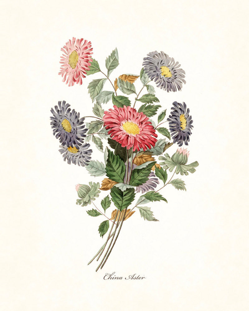 China Aster - Botanical Giclee Art Print – BelleBotanica