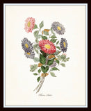 China Aster - Botanical Giclee Art Print