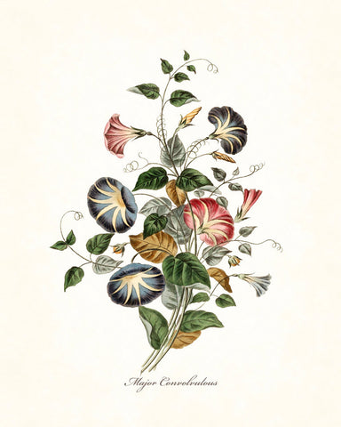 Major Convolvulous Botanical Art Print No. 14