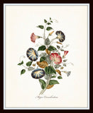 Major Convolvulous Botanical Art Print No. 14