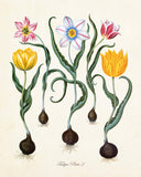 Tulipa Botanical Print No. 2 - Giclee Art Print
