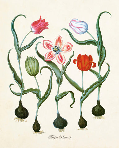 Tulipa Botanical Print No. 3 - Giclee Art Print
