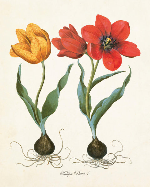 Tulipa Botanical Print No. 4 - Giclee Art Print