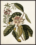 Catesby Magnolia Botanical Print No. 117 - Giclee Art Print