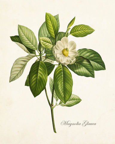 Magnolia Glauca Botanical