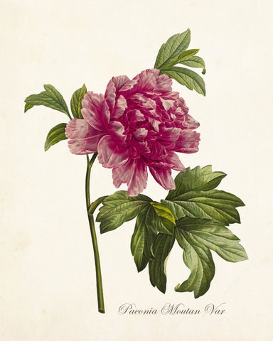 Paeonia Moutan Var No. 23 Botanical Print