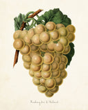 Hambour Grape No.1 Botanical Print
