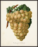 Hambour Grape No.1 Botanical Print