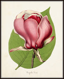 Magnolia Lenne Botanical Print