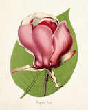 Magnolia Lenne Botanical Print