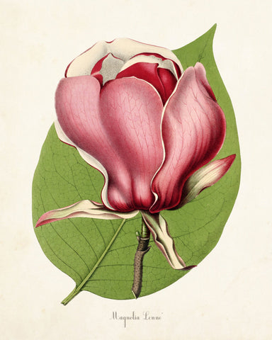 Magnolia Lenne Botanical Print