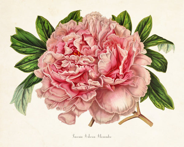 Paeonia Arborea Botanical Print