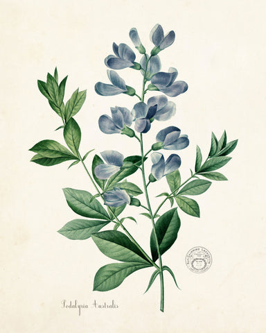 Podalyria Astralus No. 2 Botanical Art Print