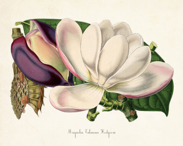 Magnolia Talauma Botanical Print