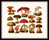 Antique Mushrooms Botanical Art Print