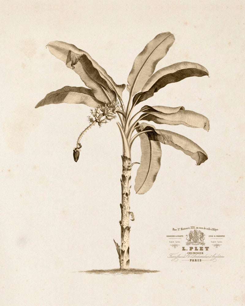 Banana Palm Tree No.1 Sepia Tint - Botanical Art Print – BelleBotanica