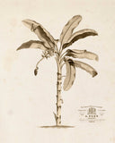 Banana Palm Tree No.1 Sepia Tint - Botanical Art Print